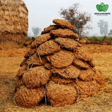 Cow dung